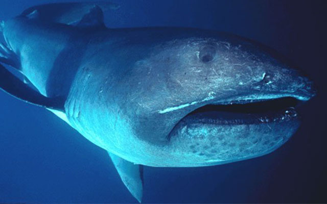  Megamounth Shark