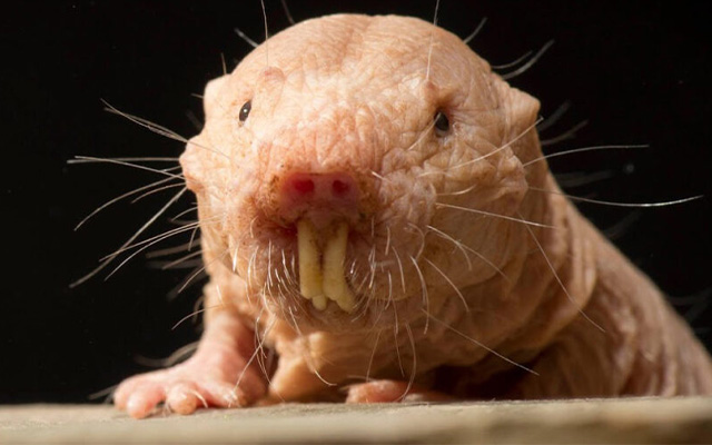 ตุ่นหนูไร้ขน - Naked mole rat