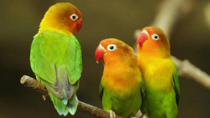 สายพันธุ์นก ที่มีสีสันสวยงาม สะดุดตาที่สุด